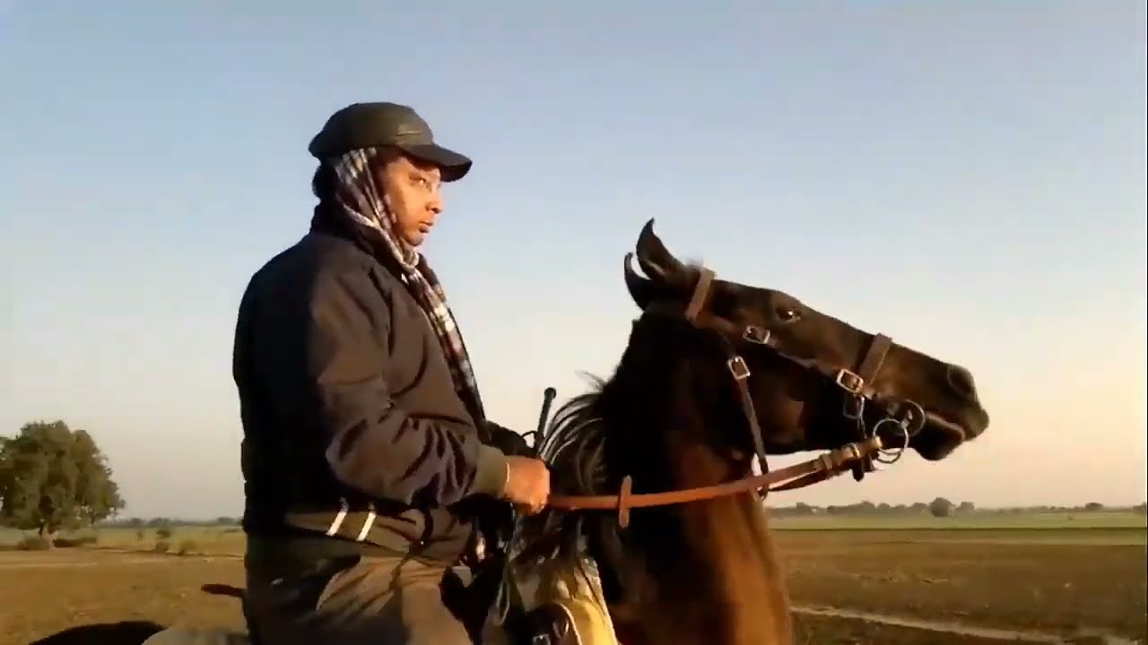 horse runing video | | horse race video  | | 