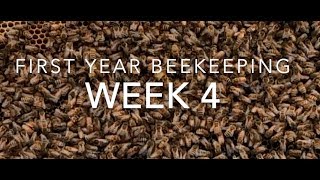 First Year Beekeeping: Week 4 - Split and Additional Feeding