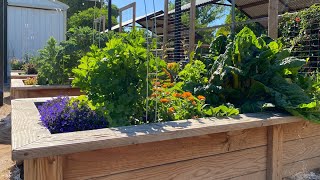 Saying Goodbye to Spring: Touring My Raised Garden Beds in Arizona Before Summer!