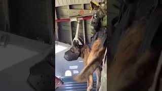 Airborne Dog Jumps From Plane With Special Forces 😯 Profile