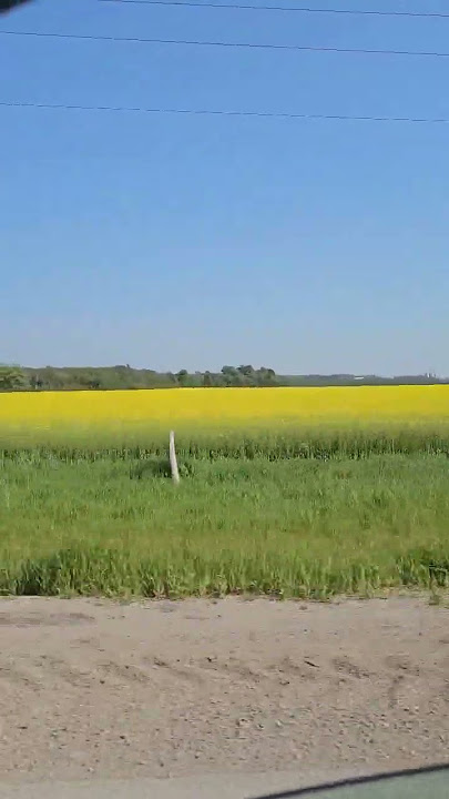 Fields of gold #shorts #shortsfeed #shortsvideo #shortsyoutube