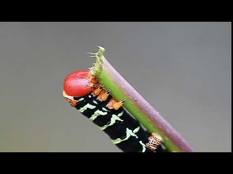 Red head caterpillar