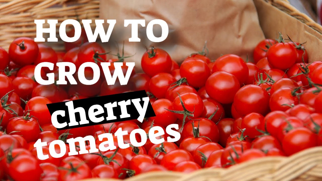 How to Grow Cherry Tomatoes in Containers or in Ground YouTube