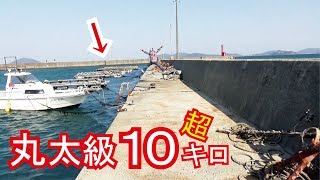 釣り場決断後でかい丸太級がキタ(319話目)