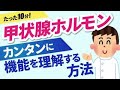 【国試によく出る２大ホルモン】甲状腺ホルモンについて解説＆国試問題出題