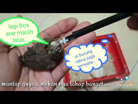 Video: Cara Memberi Makan Anak Ayam Burung Pipit