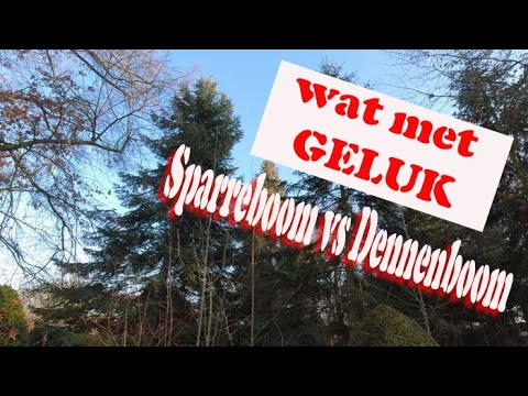 Video: Wat is die verskil tussen 'n spar en denneboom?