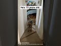 He’s getting old 🥲#olddog #dog #yorkie