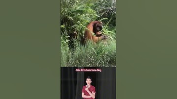 Hãy cẩn thận với những con đười ươi rình rập bạn trong rừng