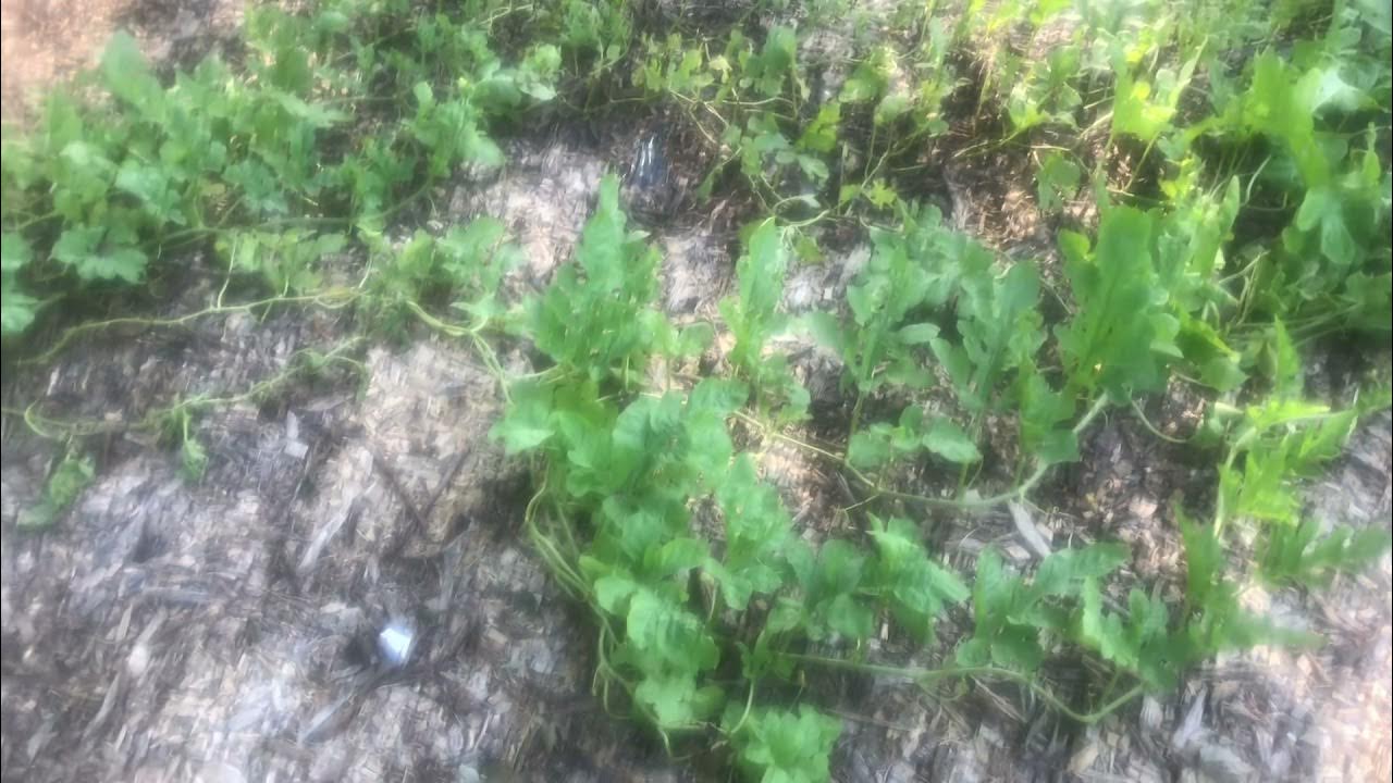 Blossom End Rot on Watermelons, Causes, and Remedies YouTube