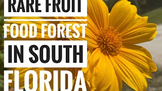 🌳 FOOD FOREST in SOUTH FLORIDA freshly planted with rare fruits! #foodforest #fruit
