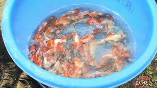 NND koi going to CANADA - ( Part I - preparing for a shipment )