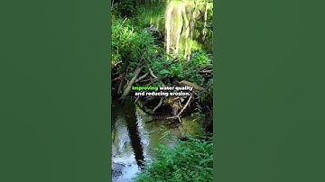 This Is Why Beavers Are Essential For Ecosystem Restoration #shorts