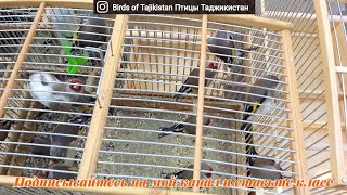 Рынок птици Таджикистан город Истаравшана Poultry Market Tajikistan city of Istaravshan