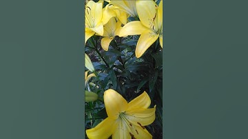 VID 20250730 185637 810