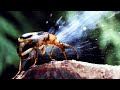 Top 10 Strange Ways Insects Evolved To Survive