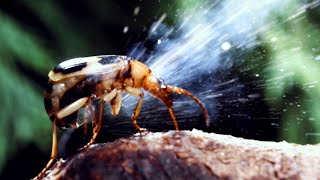 Top 10 Strange Ways Insects Evolved To Survive