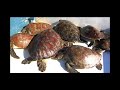 Les tortues de barren