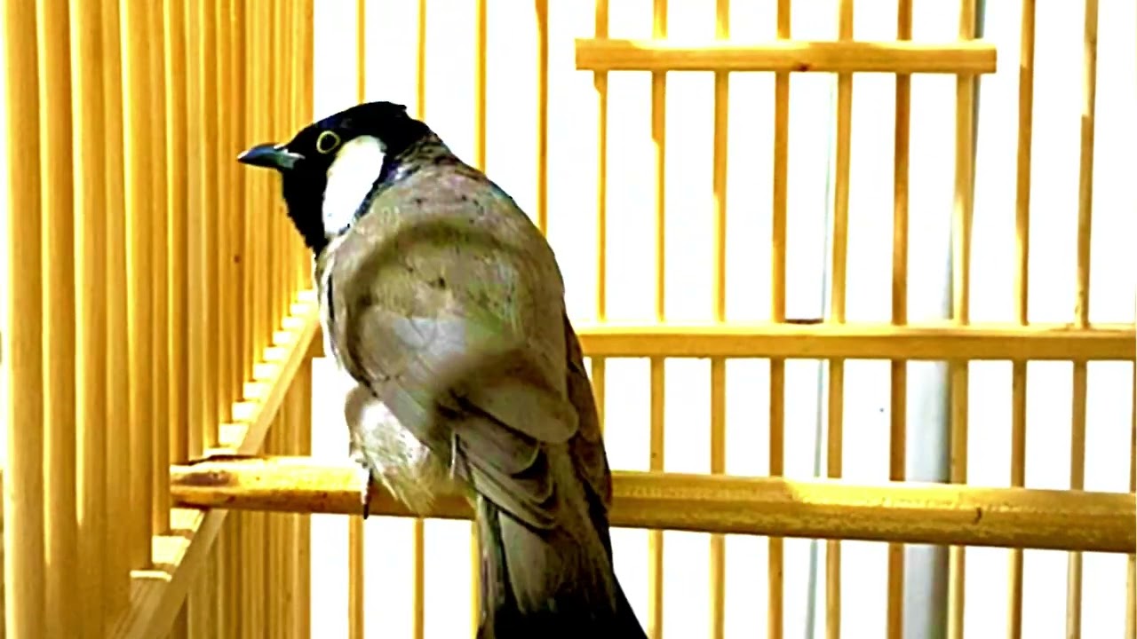 اجمل بلبل بدراوي جم لتعليم الافراخ حنجرة واداء راقي🏅