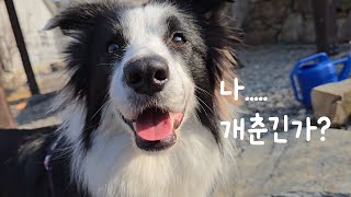 감정기복 심한 쫄보강아지의 일상