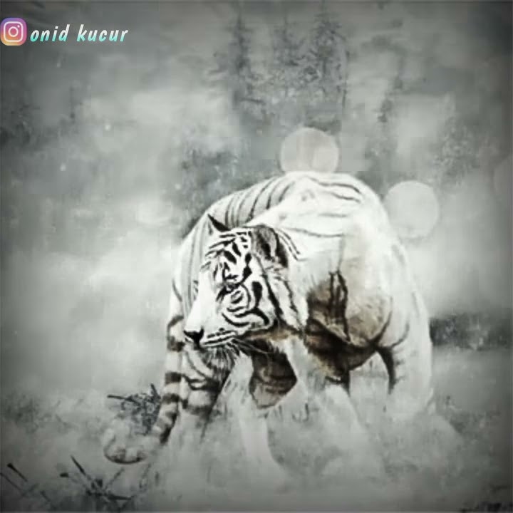 story wa macan putih(penyemangat)