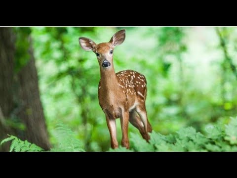 گیاه مقاوم گوزن مناسب را برای حیاط خود پیدا کنید