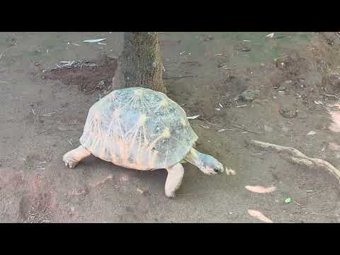 Radiated tortoise / Astrochelys radiata