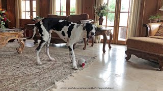 Funny Harlequin Great Dane Loves His Howling Mousey Ball