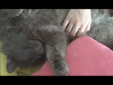 MUSICOTERAPIA RELAJANTE PARA CALMAR, TRANQUILIZAR , DORMIR A MASCOTAS NERVIOSAS