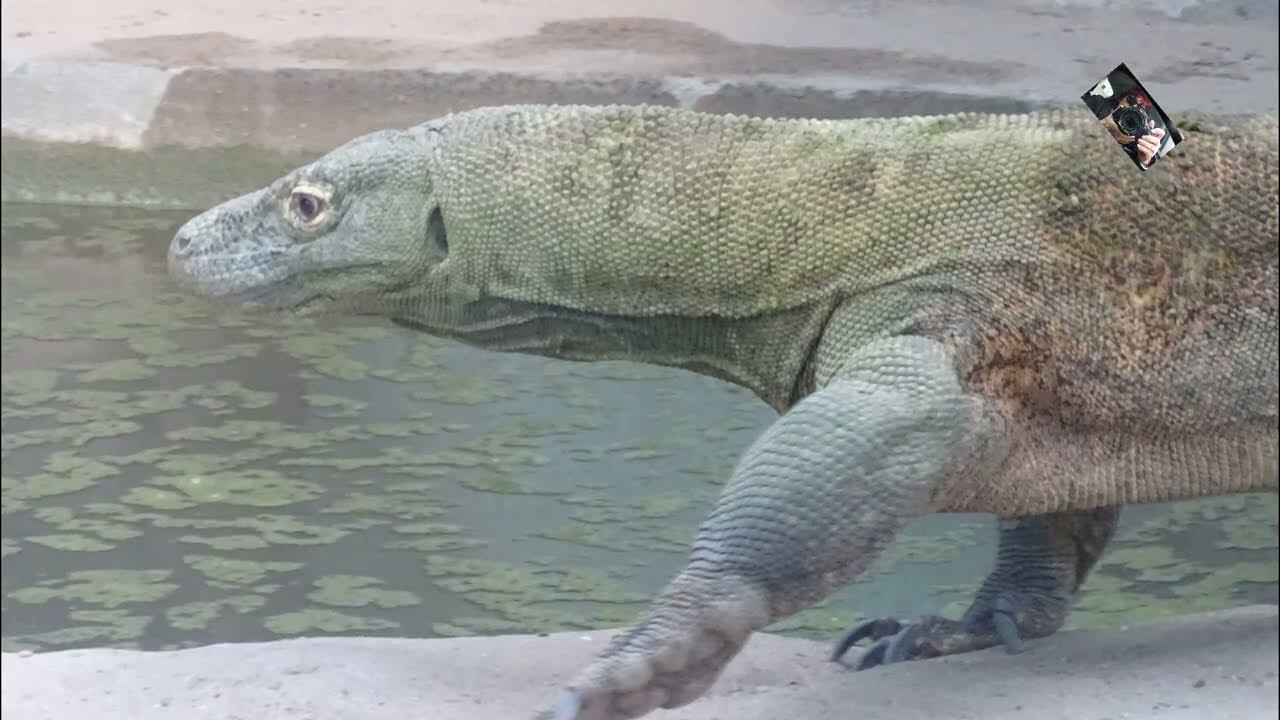 Le Varan de Komodo ou Dragon de Komodo est originaire de l'Indonésie
