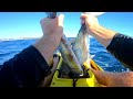 Complete Chaos, But Great Fishing! - Offshore Kayak Fishing Australia