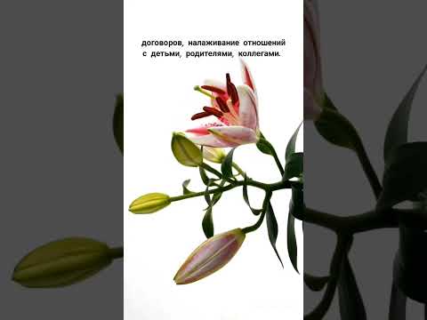 Загадай желание в энергетически сильный день! #желанияисполняются #желания #сегодня