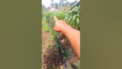 Tanam jagung di lingkungan padat penduduk #pertanian #viralvideo #shoort #jagung