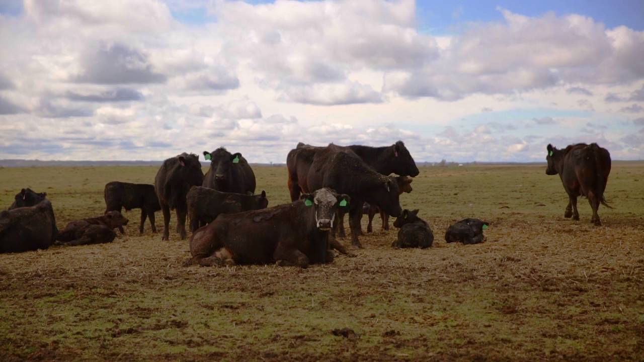 Bruce Nielsen | Increased Feed Efficiency From Indoor Cattle Feeding