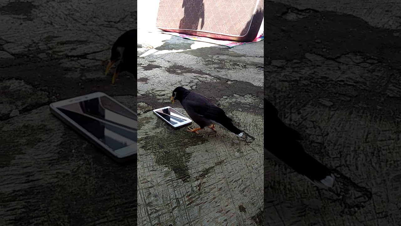 Burung jalak nias jinak gacor lepas sangkar 