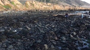 Intertidal surveys at Rancho Marino
