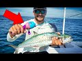 $15 Toy Fishing Rod Challenge: Can It Handle These Fish?