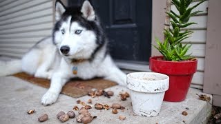 Bane the Husky loves to eat pecans
Please watch in HD! (1080)
Dont forget to subscribe or Thumbs Up!
Check out our video map at:
http://www.nomadic-gear.com/where
Bane the Husky loves to eat Pecans in Austin, Texas
Shot with Canon 5D Mark iii with 14mm (2.8 F) Rokinon
Captured in Austin, Texas Bane the Husky loves to eat pecans