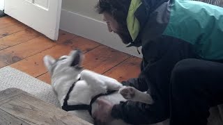 Cute Husky Says 'No' to the Kennel  Try Not To Laugh