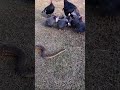 Змея на хоз дворе #змея #snake #chicken