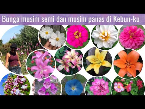 Video: Bunga Dan Tanaman Hias Apa Yang Dapat Menghiasi Hamparan Bunga Anda Dari Musim Semi Hingga Musim Gugur