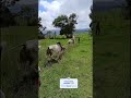 Que cavalo ensinado galera 😳😱 #pecuarista #agro #shortsviral #fazenda #gado
