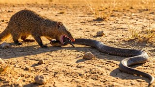 The Serpent Slayer A Mongooses Favorite Daily Menu In The Harsh Desert Savanna