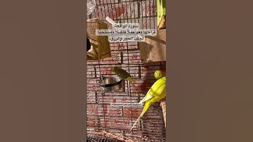 #سورة_الواقعة #قرآن #عبدالباسط_عبدالصمد #المصحف #اكسبلور #مصر #طيور #البادجي #birds #quran #budgies