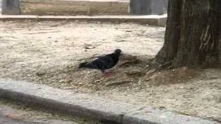 Bird takeoff