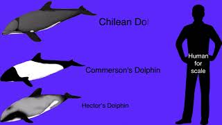 Dolphins Size Comparison (Philippines Independence Day special)