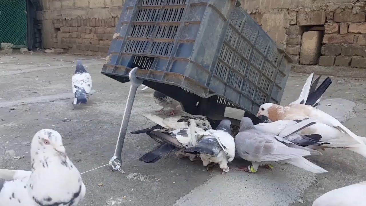 Hunting Birds Trap And Pigeon Trap in a very easy way.👌👌👌