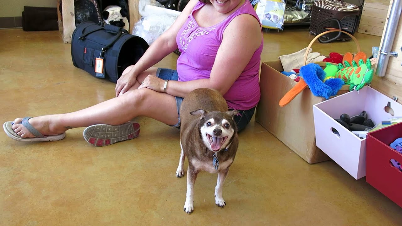 my favorite groomer clippers Abbie & Tiki Itchy Butt