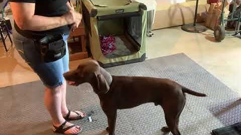 Exercise 6.1 (Wait for Cue) #2—Down