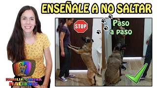 ENSEÑAR a mi PERRO a NO SALTAR SOBRE la GENTE | Adiestramiento Canino en Obediencia